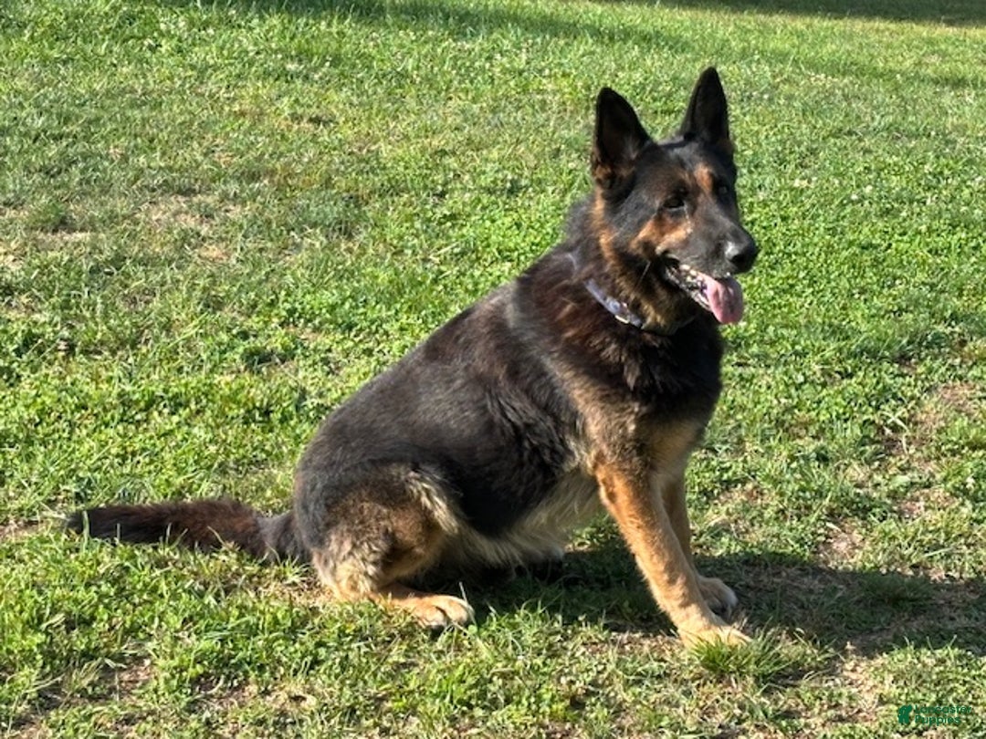 German Shepherd dogs for sale: German Shepherd Puppy 3 - Ad 4