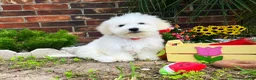 Maltipoo dogs for sale: Mozart - Ad 3