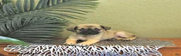 Mixed Breed dogs for sale: Casper - Ad 4