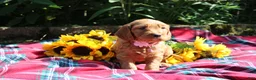 Mixed Breed dogs for sale: Posey - Irish Goldendoodle  - Ad 24