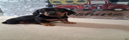Miniature Dachshund dogs for sale: Coco - Ad 4