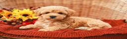 Maltipoo dogs for sale: Jasmine - Ad 5