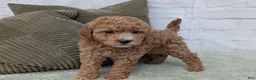 Mini Goldendoodle dogs for sale: Baily - Ad 6