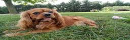 Cavalier King Charles Spaniel dogs for sale: Oli - Ad 8