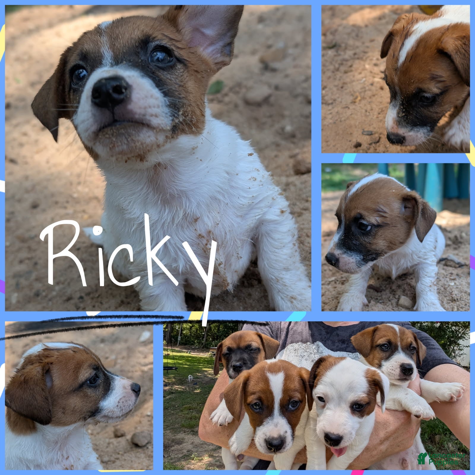 Jack Russell Terrier dogs for sale: Ricky - Ad 1
