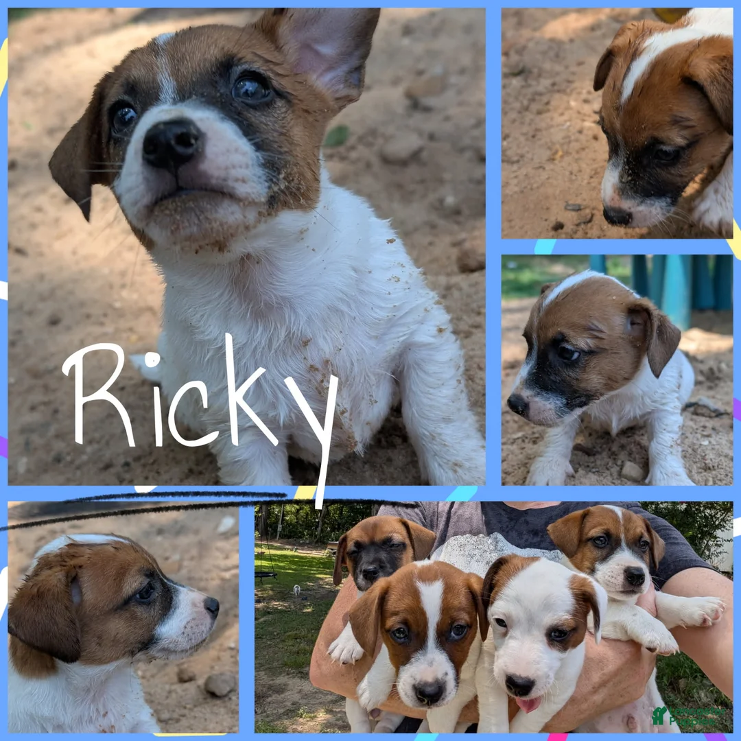 Jack Russell Terrier dogs for sale: Ricky - Ad 1