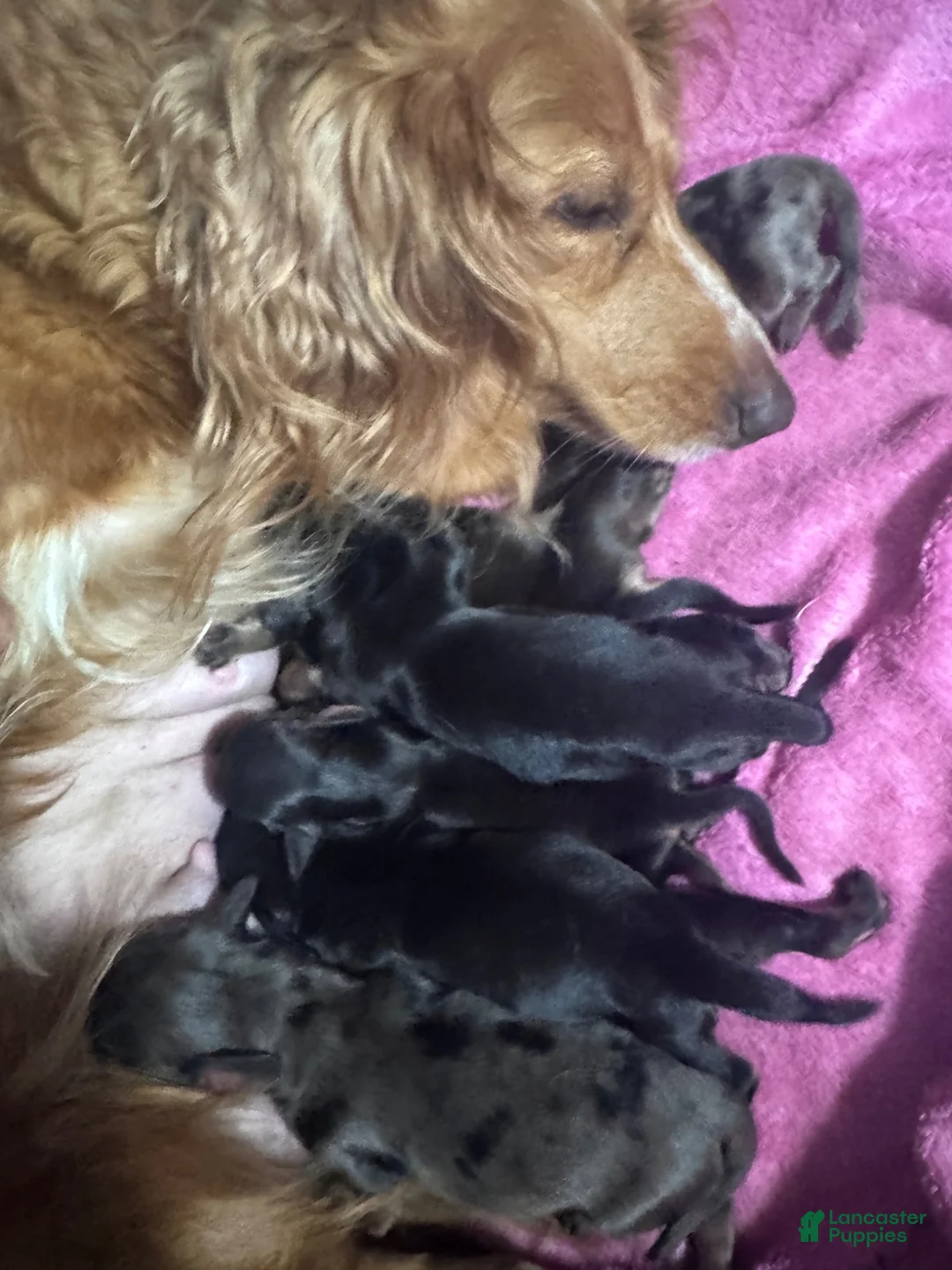 Miniature Dachshund dogs for sale: Miniature Dachshund 5 - Ad 2