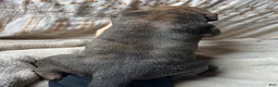Great Dane dogs for sale: Luca - Ad 2