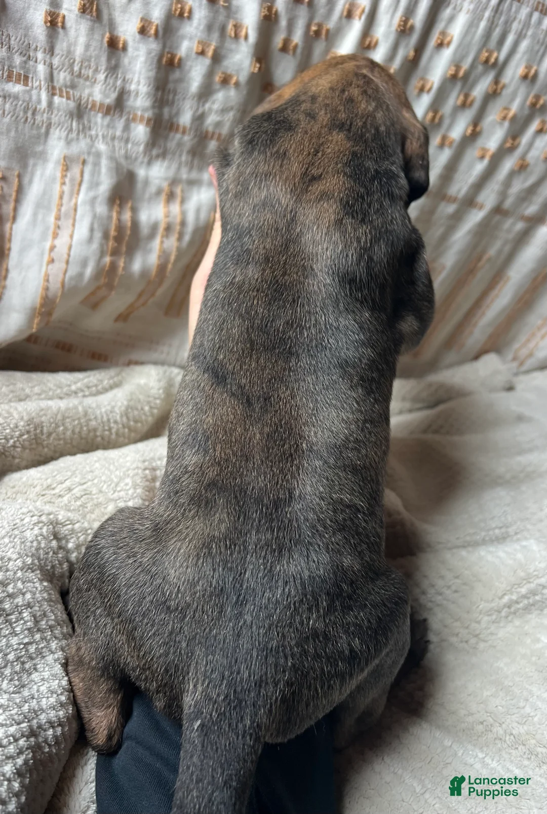 Great Dane dogs for sale: Luca - Ad 2