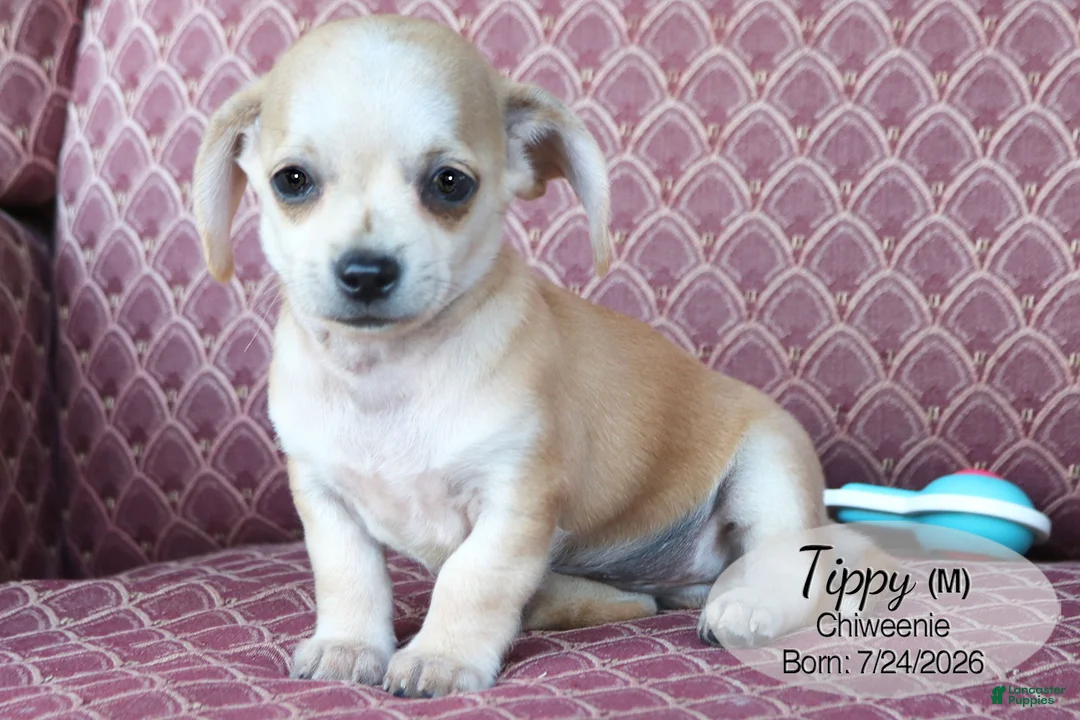 Chiweenie dogs for sale: Tippy - Ad 1