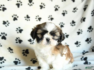 Shih Tzu dogs Piper - Ad 4