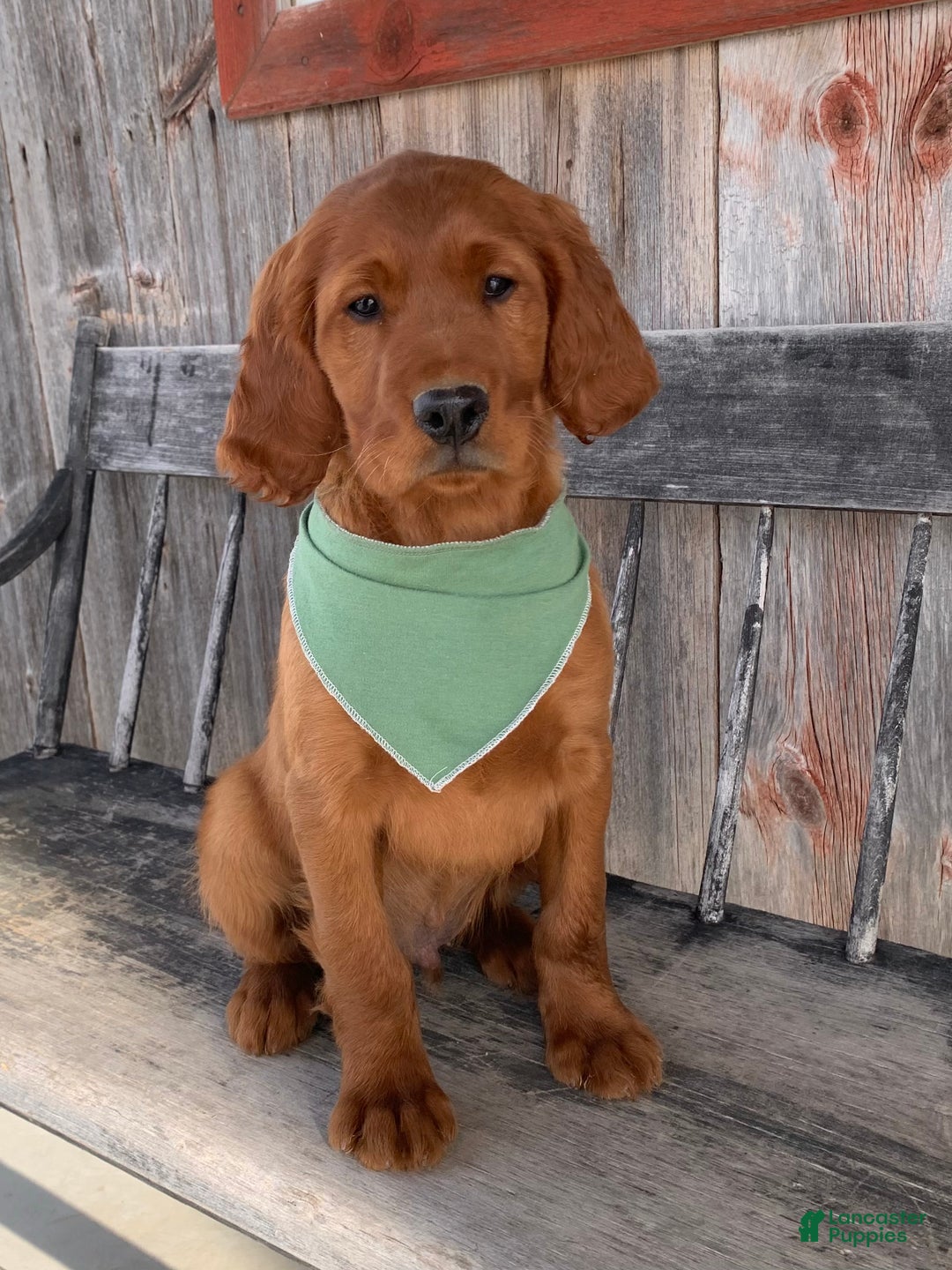 Irish Setter dogs for sale: Murphy - Ad 19