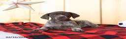 German Shorthaired Pointer dogs for sale: Dixie - Ad 5
