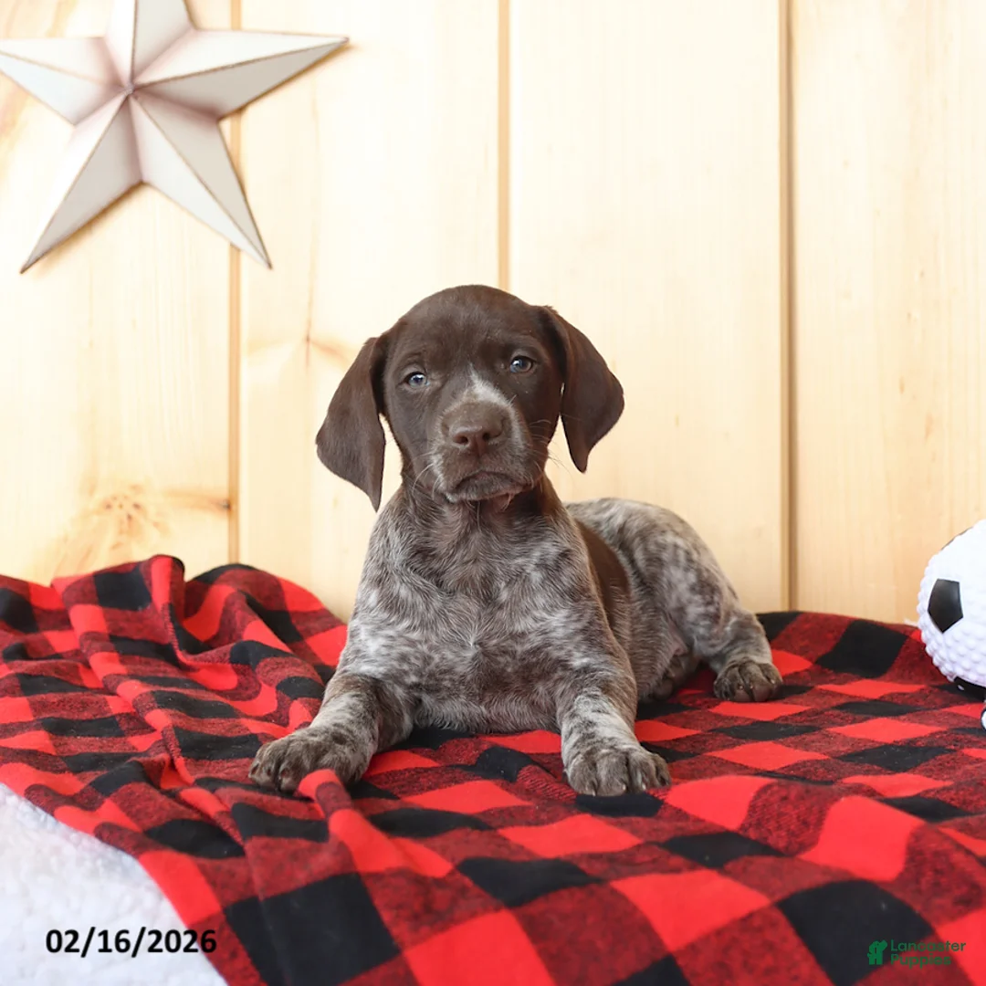 German Shorthaired Pointer dogs for sale: Dixie - Ad 5