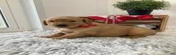 Golden Retriever dogs for sale: Golden Retriever Kallie  - Ad 2
