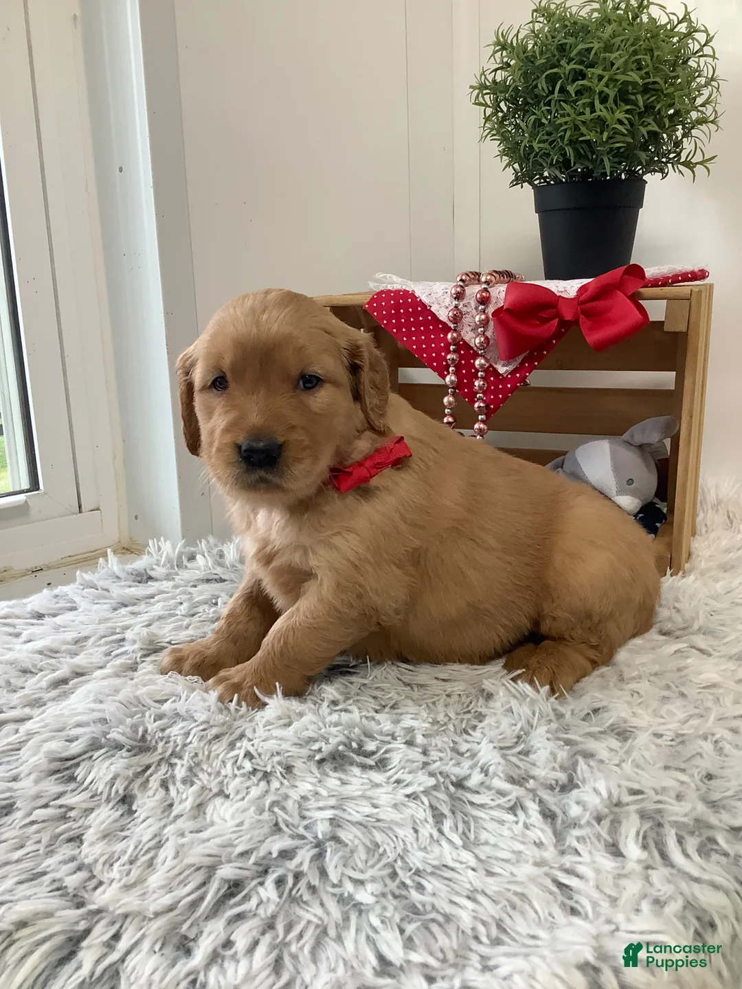 Golden Retriever dogs for sale: Golden Retriever Kallie  - Ad 2
