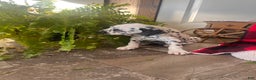 Dalmatian dogs for sale: Scraps❤️🐾AKC Hip Cert ❤️🐾Christmas Ready Call 610-932-1112 - Ad 3