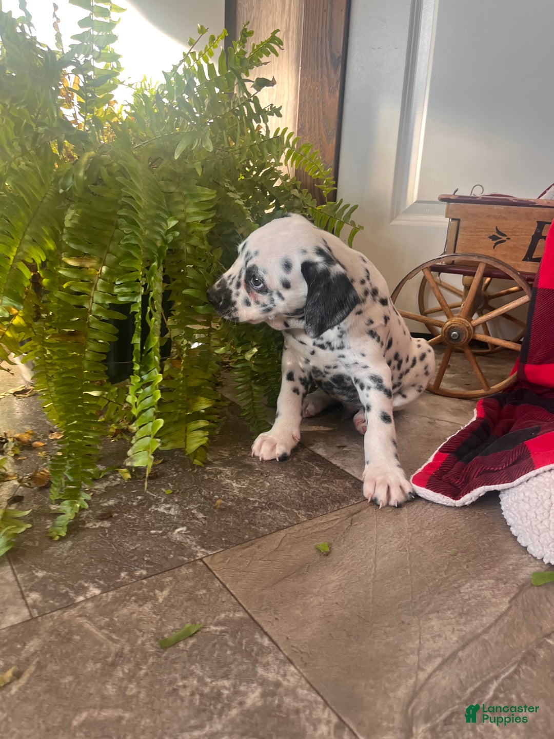 Dalmatian dogs for sale: Scraps❤️🐾AKC Hip Cert ❤️🐾Christmas Ready Call 610-932-1112 - Ad 3