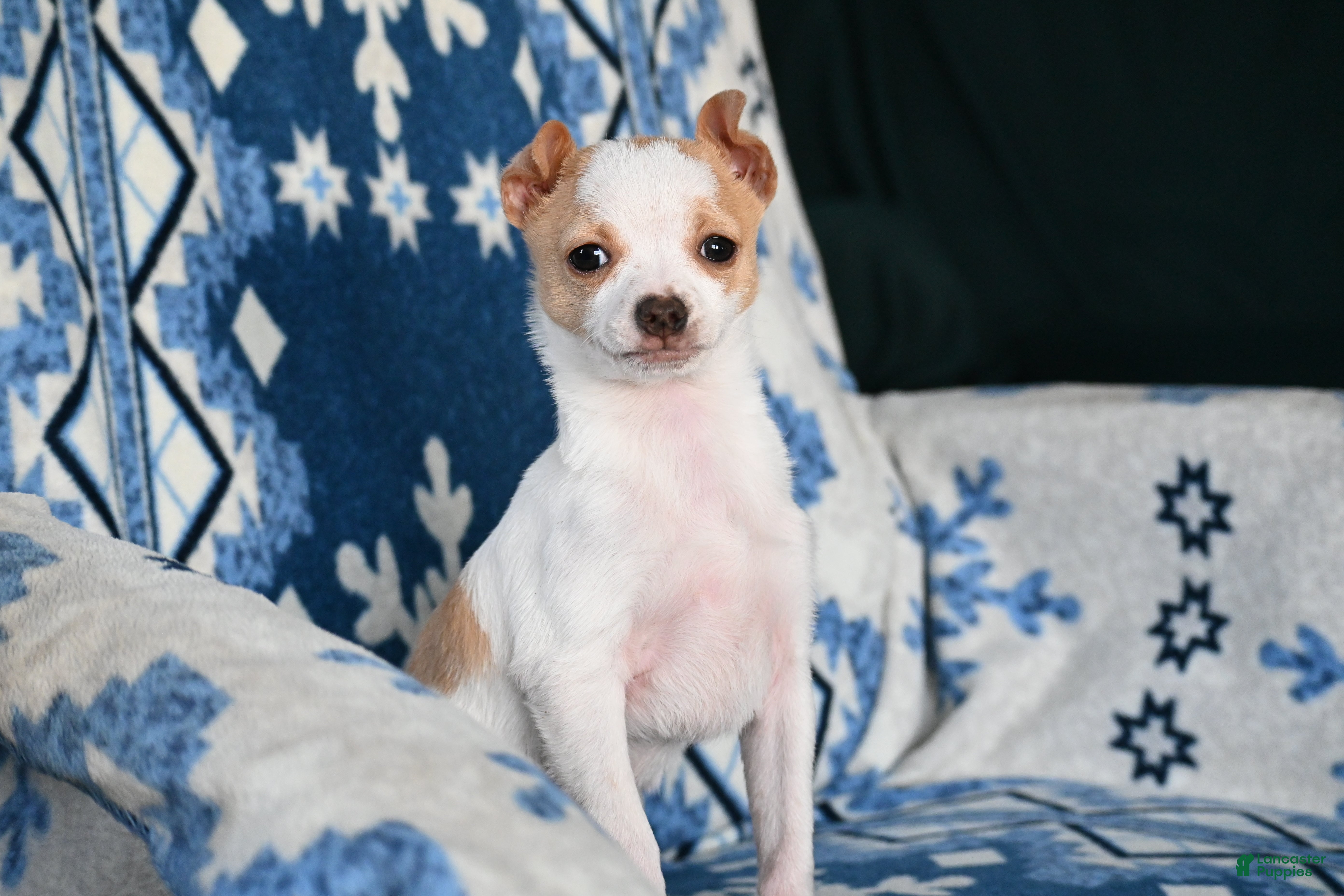 Mixed Breed dogs Don - Ad 36