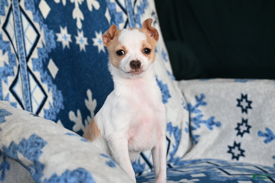 Mixed Breed dogs for sale: Don - Ad 1