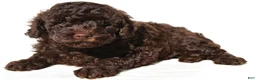 Miniature Poodle dogs for sale: Charlie - Ad 9