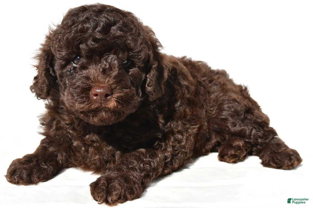 Miniature Poodle dogs for sale: Charlie - Ad 9