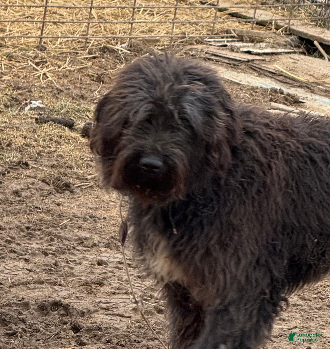Sheepadoodle dogs for sale: Mabel - Ad 3