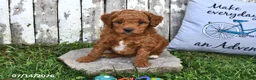 Goldendoodle dogs for sale: Chad - Ad 3