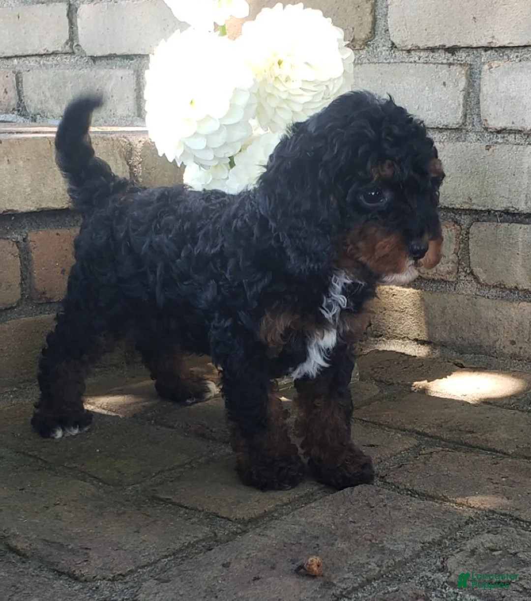Cavapoo dogs for sale: Diamond - Ad 6