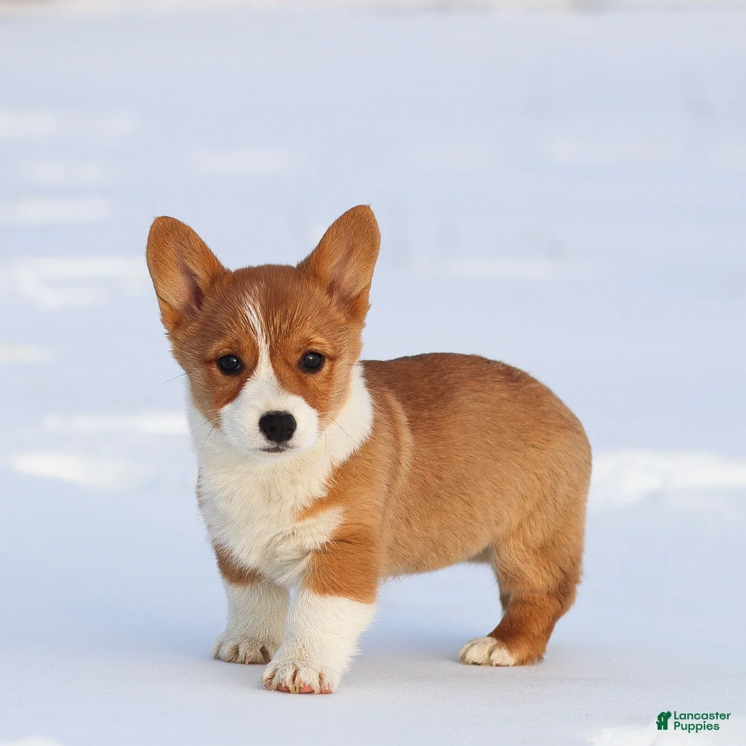 Welsh Corgi Pembroke dogs for sale: Karina Welsh Corgi Pembroke - Ad 3