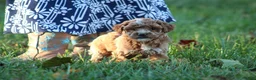 Bichpoo dogs for sale: Bailey - Ad 5
