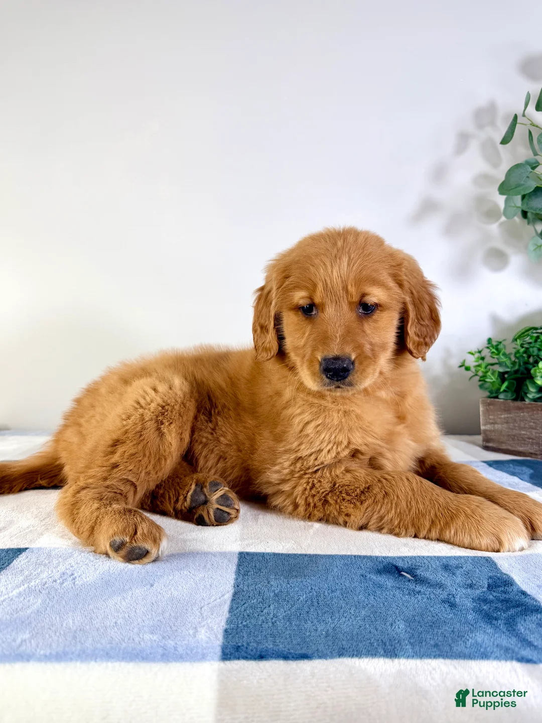 Golden Retriever dogs for sale: Ruby - Ad 4