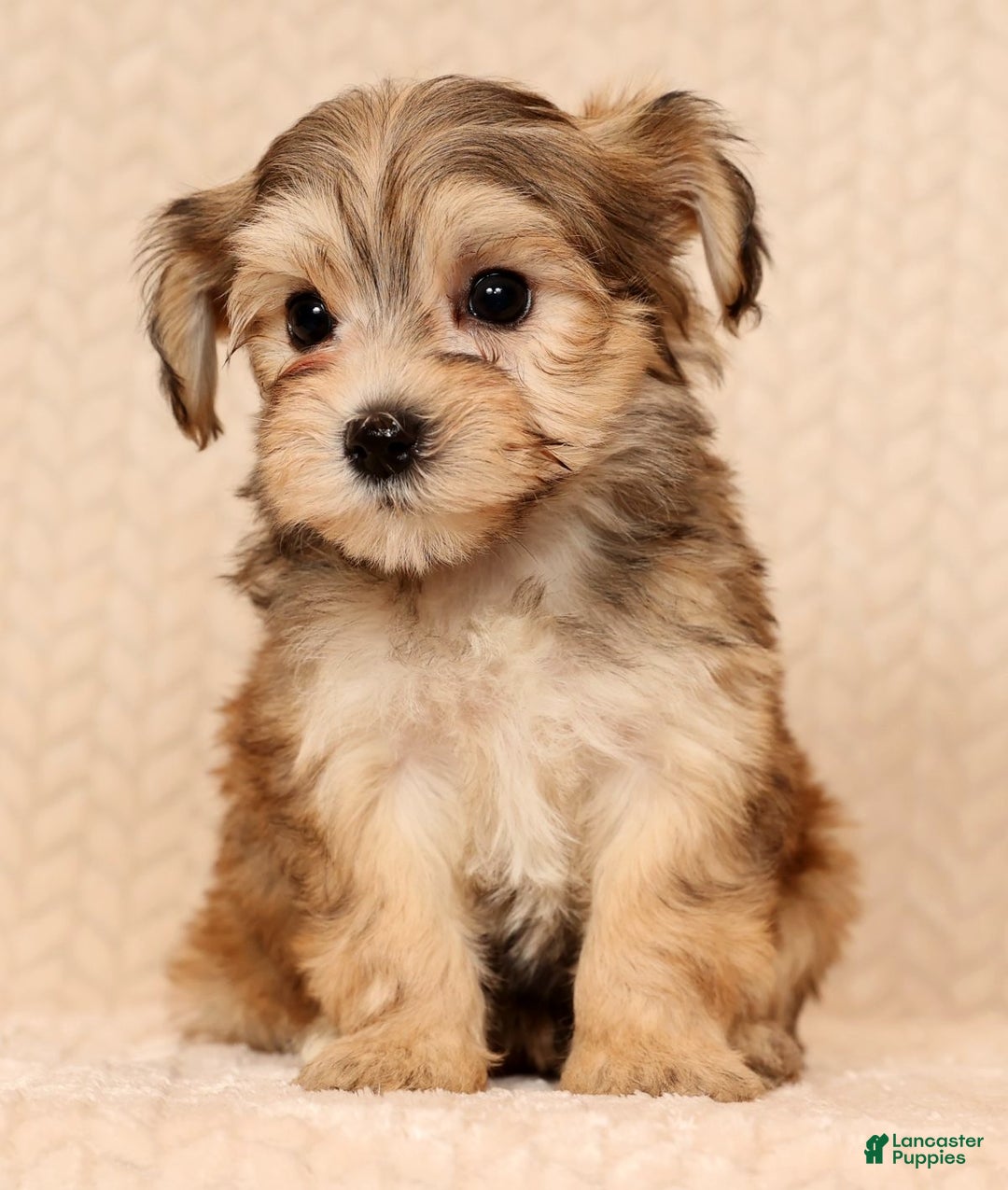 Yochon dogs for sale: Fluffy - Ad 6