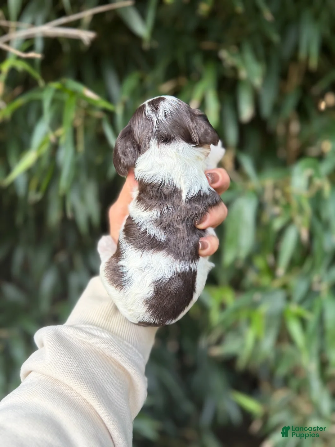 Cocker Spaniel dogs for sale: Cocker Spaniel 2 - Ad 2