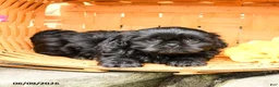 Shih Tzu dogs for sale: Max - Ad 3