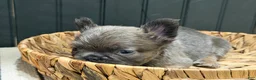 French Bulldog dogs for sale: Blueberry - Ad 15
