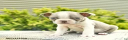 Boston Terrier dogs for sale: Bruno  - Ad 3