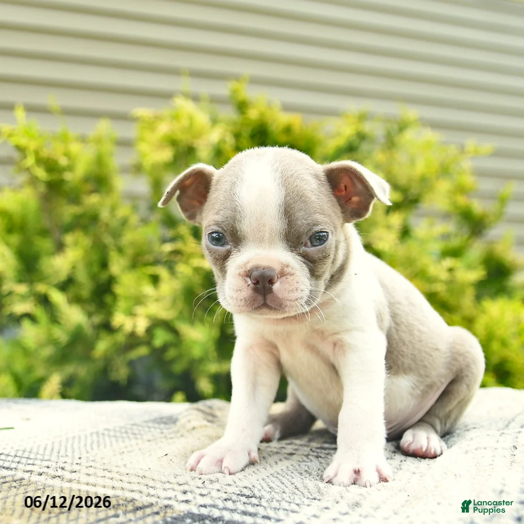 Boston Terrier dogs for sale: Bruno  - Ad 3