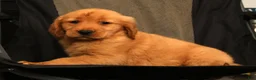Golden Retriever dogs for sale: Ivory - Ad 8