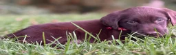 Labrador Retriever dogs for sale: Labrador Retriever 1 - Ad 10