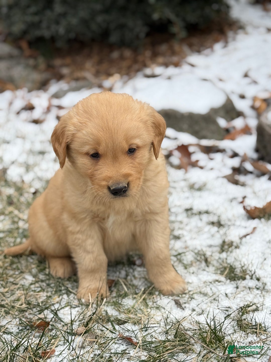 Golden Retriever dogs for sale: Sammy - Ad 9