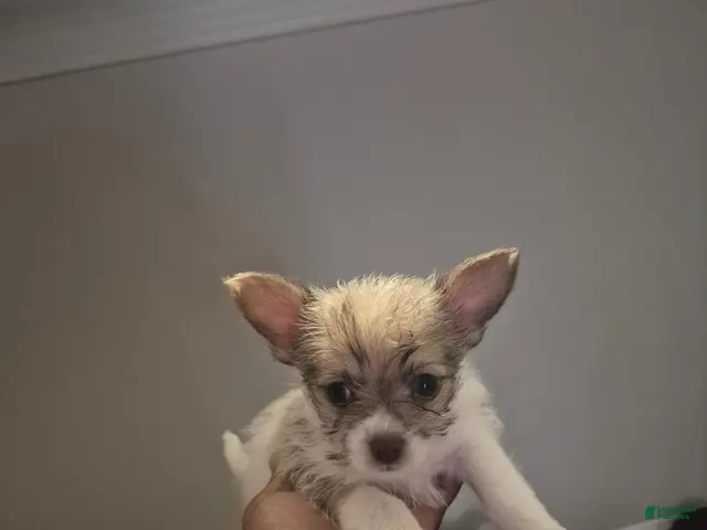 Mixed Breed dogs for sale: Peso - Ad 1