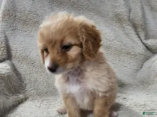Pomapoo dogs for sale: Prince - Ad 2
