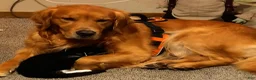 Golden Retriever dogs for sale: Emily  - Ad 3