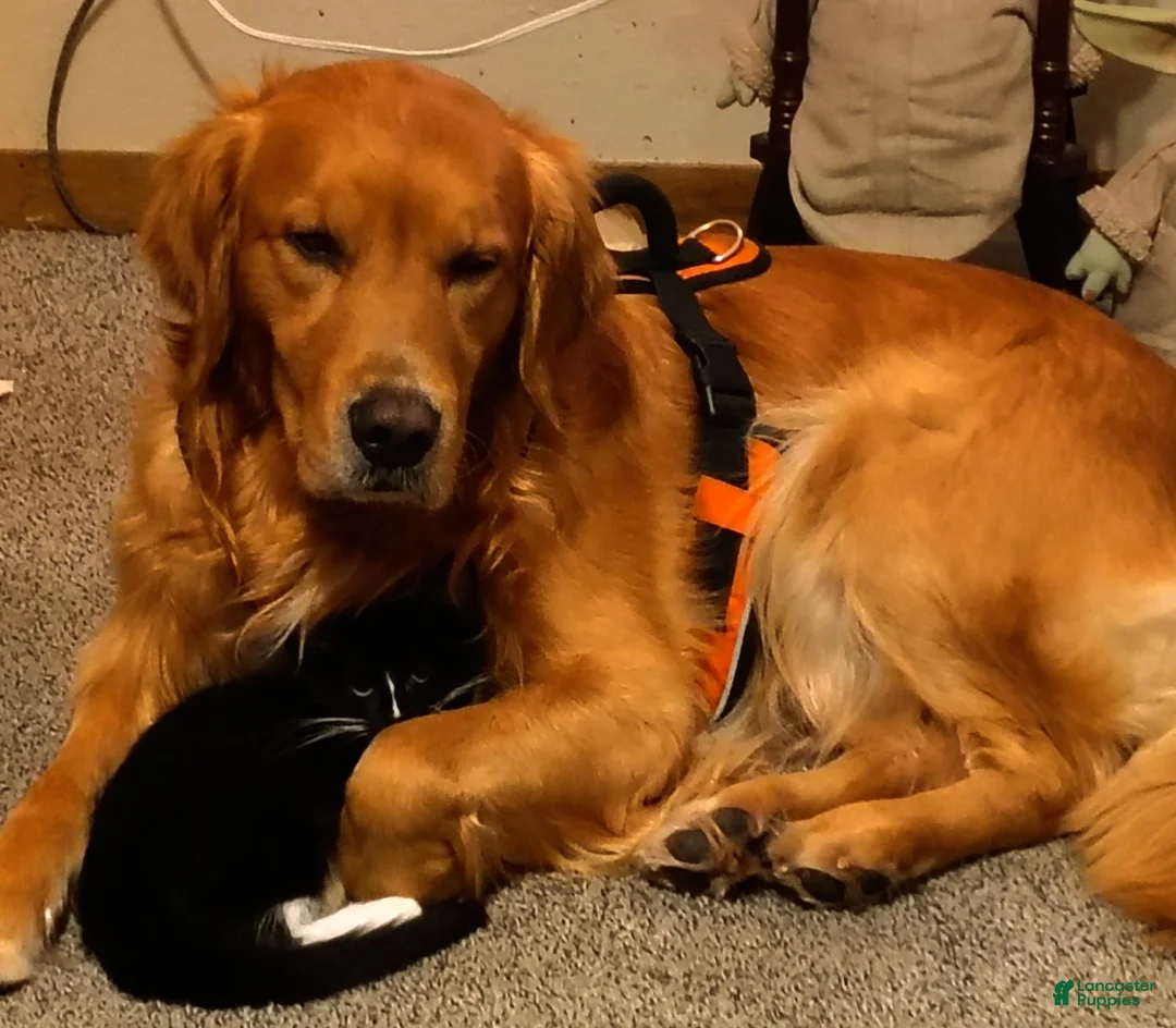 Golden Retriever dogs for sale: Emily  - Ad 3
