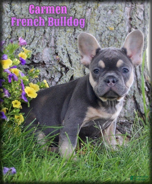 French Bulldog dogs Carmen - Ad 1