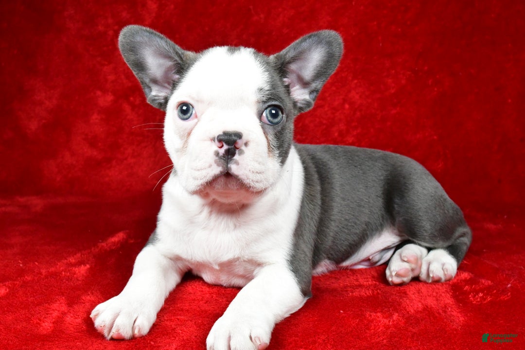 Boston Terrier dogs for sale: Ice - Ad 5
