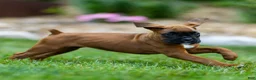 Boxer dogs for sale: Neva Boxer  - Ad 16