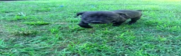 Cane Corso dogs for sale: Ketch AKC orange/teal collar - Ad 12