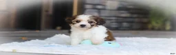 Cavachon dogs for sale: Aspen - Ad 13